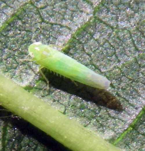 Cicadellidae da ID